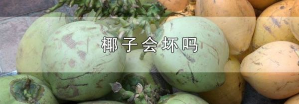 椰子会坏吗