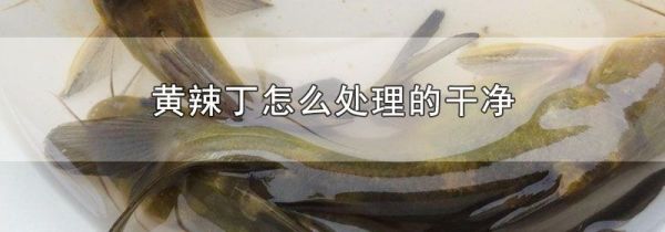 黄辣丁怎么处理的干净