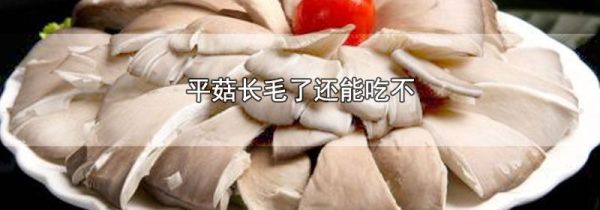 平菇长毛了还能吃不