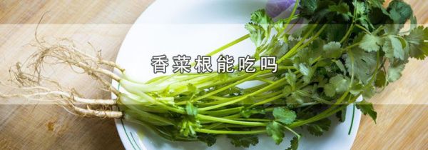 香菜根能吃吗
