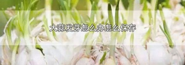 大蒜发芽怎么办怎么保存