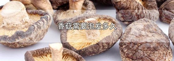 香菇需要泡发多久