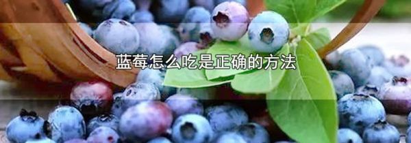 蓝莓怎么吃是正确的方法