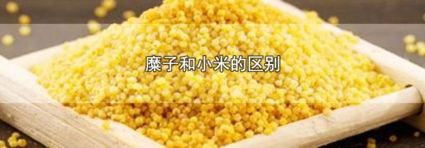 糜子和小米的区别