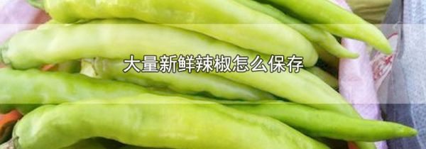 大量新鲜辣椒怎么保存