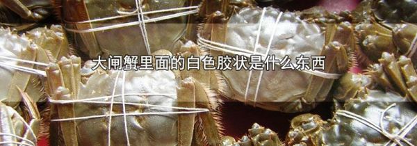 大闸蟹里面的白色胶状是什么东西