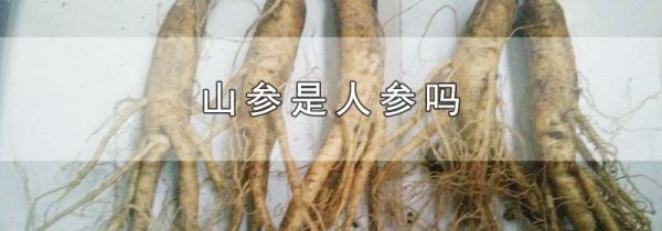 山参是人参吗