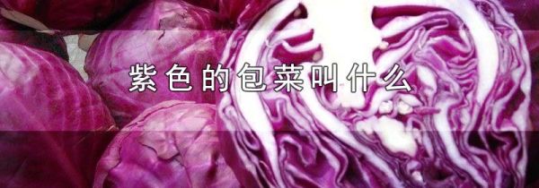 紫色的包菜叫什么