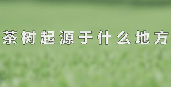 茶树起源于什么地方