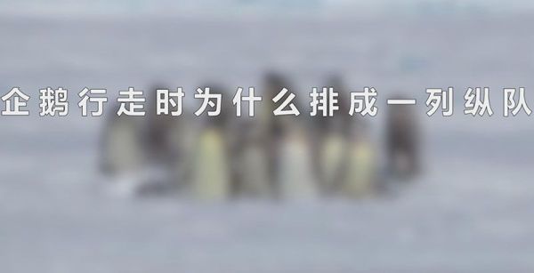 企鹅行走时为什么排成一列纵队