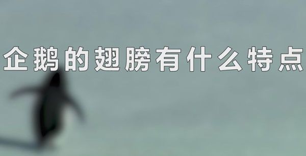 企鹅的翅膀有什么特点