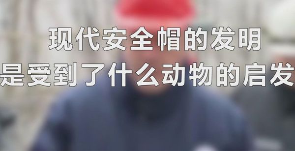 现代安全帽的发明是受到了什么动物的启发