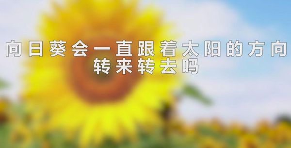 向日葵会一直跟着太阳的方向转来转去吗