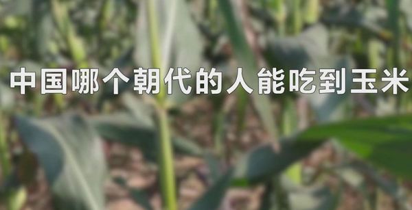 中国哪个朝代的人能吃到玉米