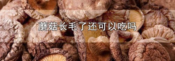 蘑菇长毛了还可以吃吗