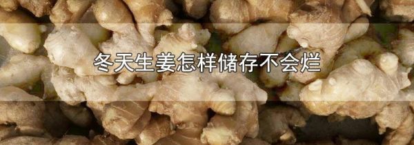 冬天生姜怎样储存不会烂