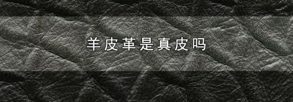 羊皮革是真皮吗