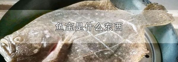 鱼宝是什么东西