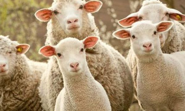 撸羊毛什么意思