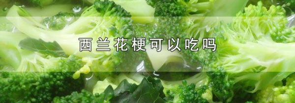西兰花梗可以吃吗
