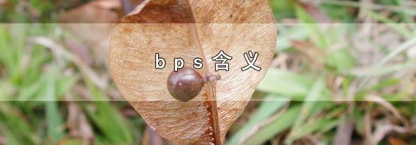bps含义