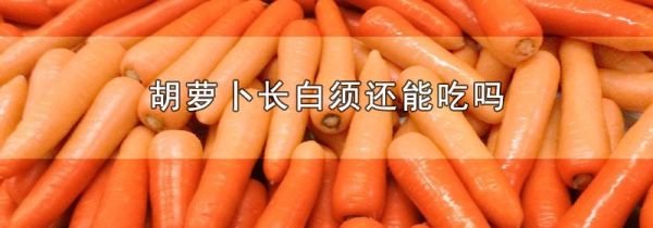 胡萝卜长白须还能吃吗