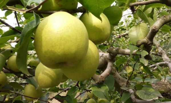 预定和预订是什么意思