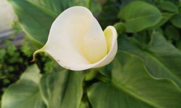 说女人是伏地魔是什么意思