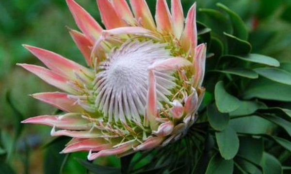 说女人是伏地魔是什么意思