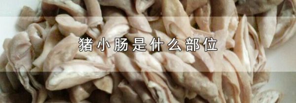 猪小肠是什么部位