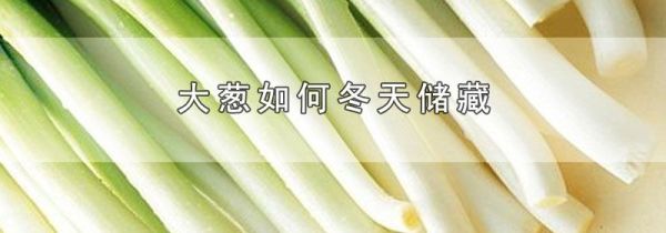 大葱如何冬天储藏
