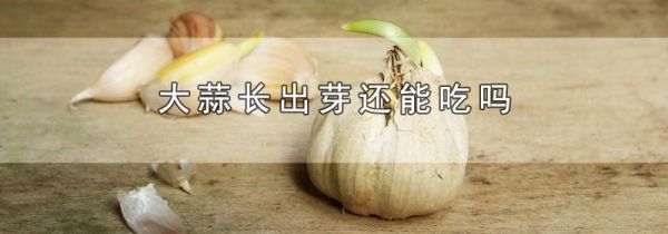 大蒜长出芽还能吃吗