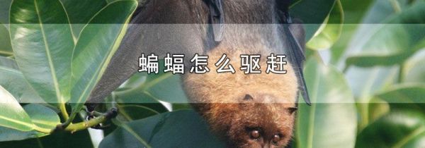 蝙蝠怎么驱赶