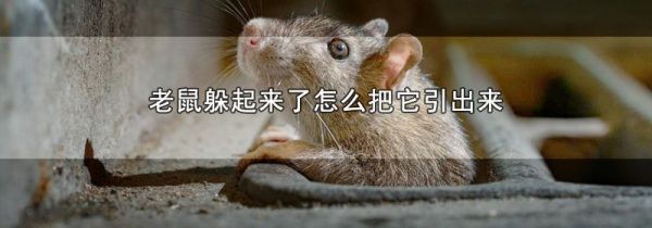 老鼠躲起来了怎么把它引出来