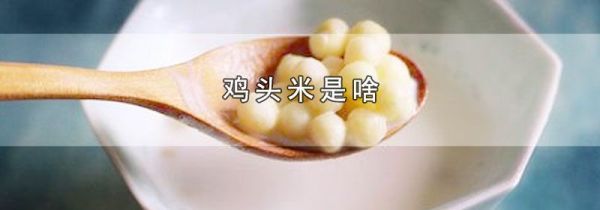 鸡头米是啥
