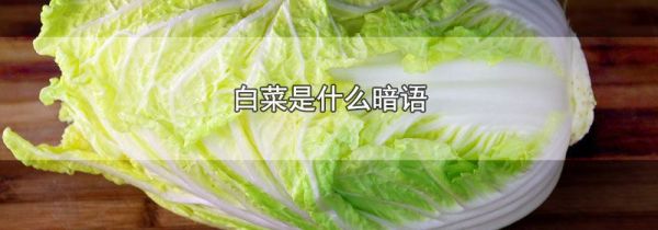 白菜是什么暗语