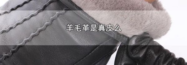 羊毛革是真皮么