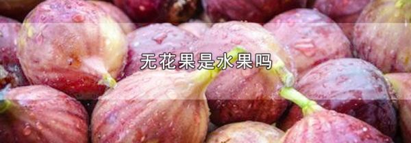 无花果是水果吗