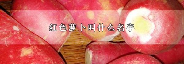 红色萝卜叫什么名字