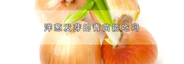 洋葱发芽的青苗能吃吗