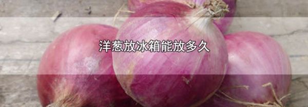 洋葱放冰箱能放多久