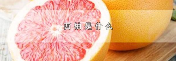 西柚是什么