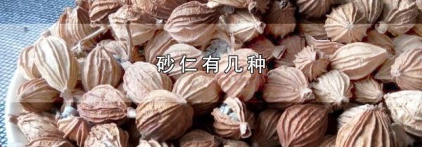 砂仁有几种
