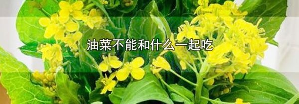 油菜不能和什么一起吃