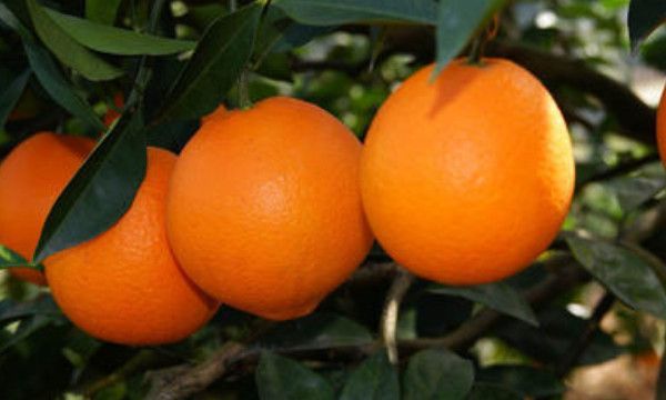 送橙子代表什么意思