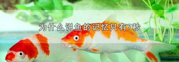 为什么说鱼的记忆只有7秒