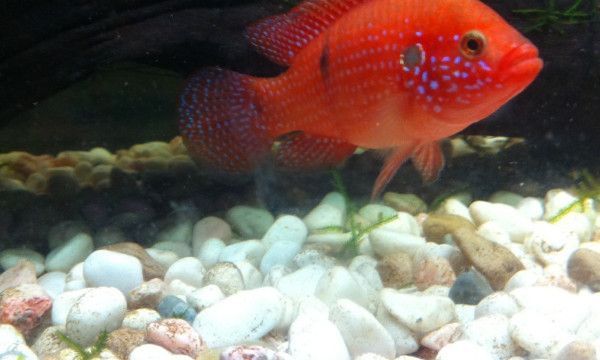 为什么说鱼的记忆只有7秒