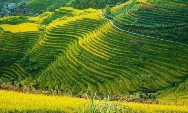 中年油腻大叔什么意思