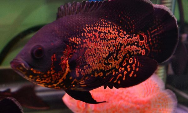 为什么说鱼的记忆只有7秒