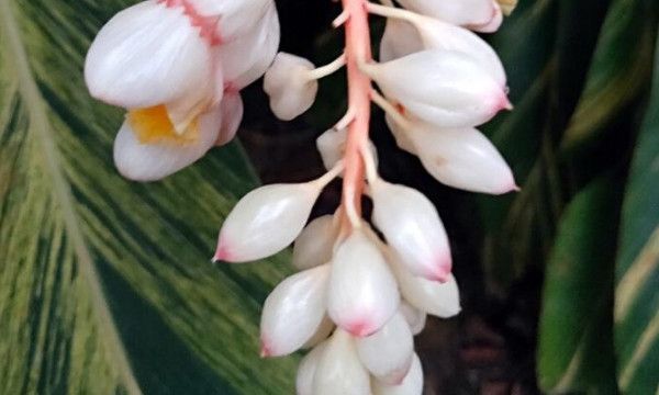 少女为什么叫豆蔻年华